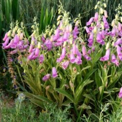 Spanish Peaks® Foxglove -Plant Sale Store hblvz51 digitalis thapsi spanish peaks