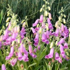 Spanish Peaks® Foxglove -Plant Sale Store hblvz51 digitalis thapsi spanish peaks 3