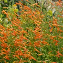 Luminous Pineleaf Penstemon -Plant Sale Store hcg 2016 plantoftheyear penstemon pinifolius luminous close up 1 2