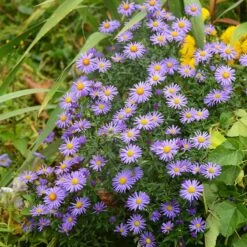 Native Dry Area Wildflower Seed Mix -Plant Sale Store hcg dry area mix aster