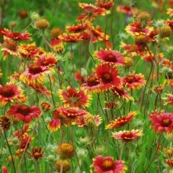 Native Dry Area Wildflower Seed Mix -Plant Sale Store hcg dry area mix blanketflower