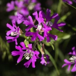 Native Dry Area Wildflower Seed Mix -Plant Sale Store hcg dry area mix deer horn clarkia