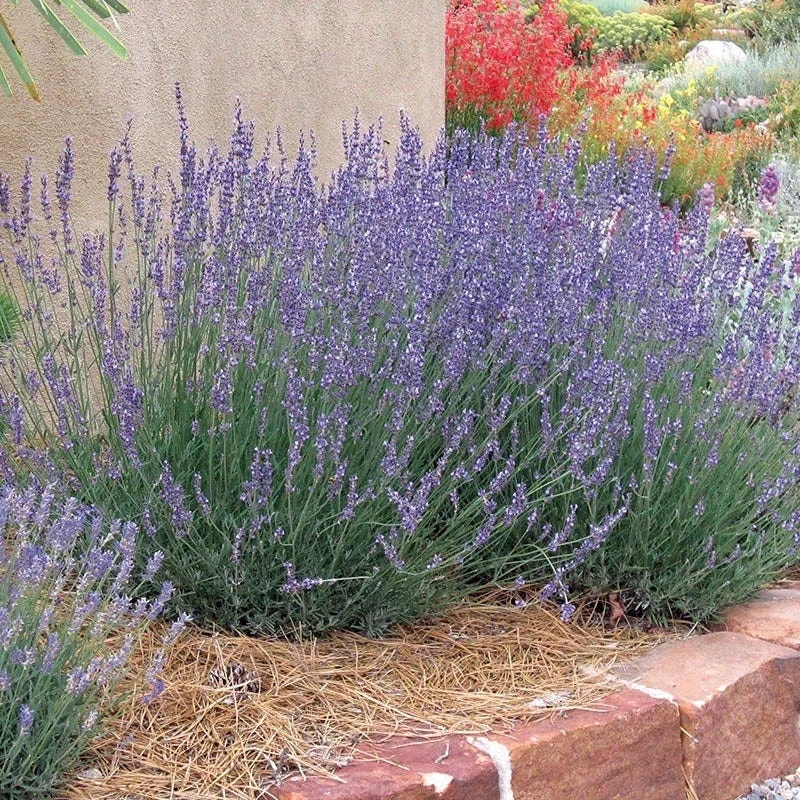 Gros Bleu French Lavender 4 Gros Bleu French Lavender - Image 2