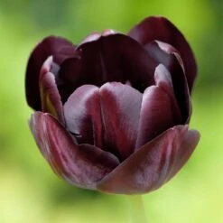 Queen Of The Night Single Late Tulip -Plant Sale Store hcg single late tulip queen of the night
