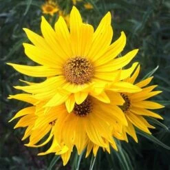 Santa Fe Maximilian's Sunflower (Helianthus) -Plant Sale Store hcgsp15jackganse 23526409 helian