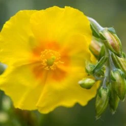 Ben Fhada Rock Rose (Helianthemum) -Plant Sale Store helianthemum ben fhada blooms buds