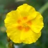 Ben Fhada Rock Rose (Helianthemum) -Plant Sale Store helianthemum ben fhada yellow