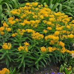 Hello Yellow Butterfly Weed -Plant Sale Store hello yellow butterfly weed