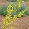 Yellow Flowering Texas Yucca (Hesperaloe)