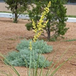 Yellow Flowering Texas Yucca (Hesperaloe) -Plant Sale Store hesperaloe parviflora yellow flower
