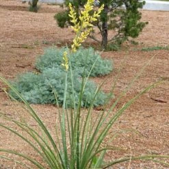 Yellow Flowering Texas Yucca (Hesperaloe) -Plant Sale Store hesperaloe parviflora yellow plant and flower