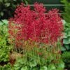Firefly Coral Bells -Plant Sale Store heuchera firefly coral bells 1