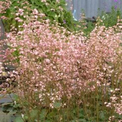 Weston Pink Coral Bells -Plant Sale Store heuchera weston pink coral bells