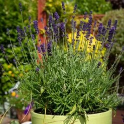 Hidcote Superior English Lavender -Plant Sale Store hidcote superior english lavender pot