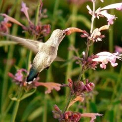 Agastache Rupestris -Plant Sale Store hummingbird agastache rupestris robert latham ca 2 1 4