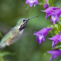 Pike's Peak Purple® Penstemon -Plant Sale Store hummingbird penstemon pikes peak 75797p