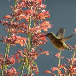 Agastache Rupestris -Plant Sale Store hummingbirdandagastache rupestris