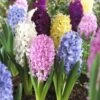 Easter Joy Hyacinth Mix 2 Easter Joy Hyacinth Mix -Plant Sale Store hyacinth easter joy mix garden flowers