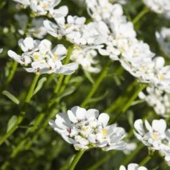 Purity Dwarf Candytuft (Iberis) -Plant Sale Store iberis sempervirens purity dwarf candytuft 59555 1 1