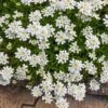 Purity Dwarf Candytuft (Iberis)