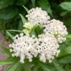 Ice Ballet Swamp Milkweed -Plant Sale Store ice ballet 1