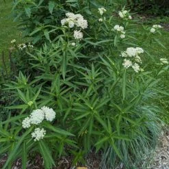 Ice Ballet Swamp Milkweed -Plant Sale Store ice ballet 4