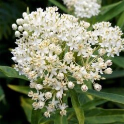 Ice Ballet Swamp Milkweed -Plant Sale Store ice ballet milkweed asclepias in