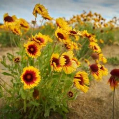 Dry Area Wildflower Seed Mix -Plant Sale Store indian blanket flower