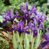 George Specie Iris (Mini Iris) -Plant Sale Store iris histroides george 1
