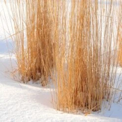 Karl Foerster Feather Reed Grass -Plant Sale Store karl foerster feather reed grass winter