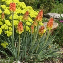 Fire Dance Red Hot Poker -Plant Sale Store kniphofia hirsuitus eriogonum umbellatum v. aureum shasta sulfur