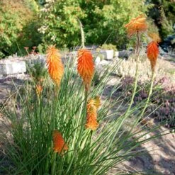 Dwarf Red Hot Poker -Plant Sale Store kniphofia trangularis mike daavy