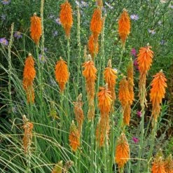 Dwarf Red Hot Poker -Plant Sale Store kniphofia triangularis