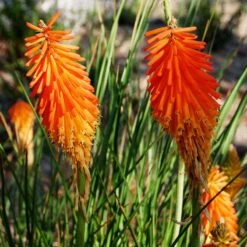 Dwarf Red Hot Poker -Plant Sale Store kniphofia triangularis mike davvy