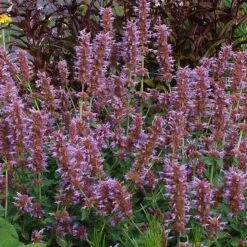 Kudos™ Silver Blue Agastache -Plant Sale Store kudos silver blue agastache 3