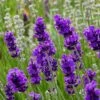 FlowerKisser® After Midnight English Lavender -Plant Sale Store lavander angustifolia after midnight 2 cc cropped 2