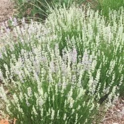 FlowerKisser® Delft Blue & White English Lavender -Plant Sale Store lavandula angustifolia flowerkisser delft blue and white flowers