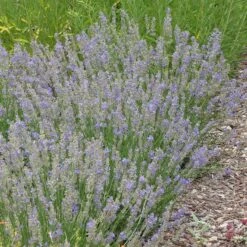 FlowerKisser® Delft Blue & White English Lavender -Plant Sale Store lavandula angustifolia flowerkisser delft blue and white whole plant garden