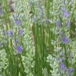 FlowerKisser® Delft Blue & White English Lavender -Plant Sale Store lavandula angustifolia flowerkisser delft blue flower