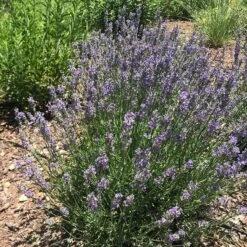 FlowerKisser® Delft Blue & White English Lavender -Plant Sale Store lavandula angustifolia flowerkisser delft blue white flowers