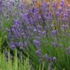 Munstead Violet English Lavender 2 Munstead Violet English Lavender -Plant Sale Store lavandula angustifolia munstead violet 1 1