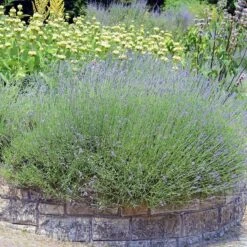 Hardy Jerusalem Sage (Phlomis) -Plant Sale Store lavandula angustifolia phlomis russeliana lampwick plant