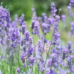 Vera English Lavender -Plant Sale Store lavandula angustifolia vera