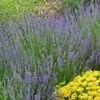 Vera English Lavender -Plant Sale Store lavandula angustifolia vera eriogonum umbellatum proliferum cropped cc 1