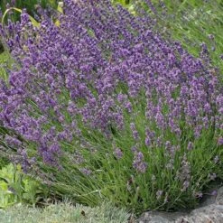 Buena Vista English Lavender -Plant Sale Store lavandula buena vista lavender garden 2