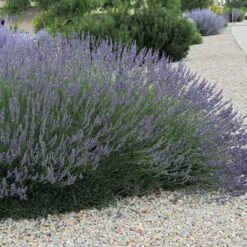 Grosso French Lavender -Plant Sale Store lavandula grosso 63152 web 3 1 1