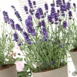 Hidcote Blue English Lavender 7 Hidcote Blue English Lavender -Plant Sale Store lavandula hidcote lavender pot 1