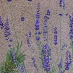 Gros Bleu French Lavender 7 Gros Bleu French Lavender -Plant Sale Store lavandula inter gros bleu close up 1