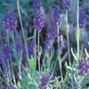 Mitcham Gray English Lavender -Plant Sale Store lavandula mitcham gray 63116 9 2