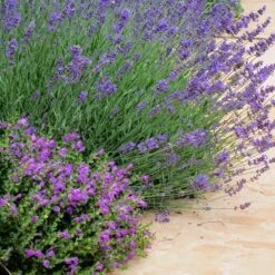 Dark Violet Skullcap (Scutellaria) -Plant Sale Store lavandula pastor pride scutellaria violet cloud